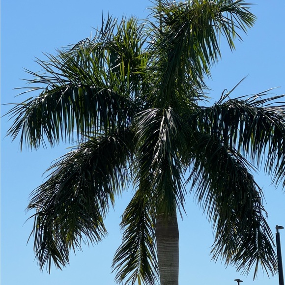 brandistensos